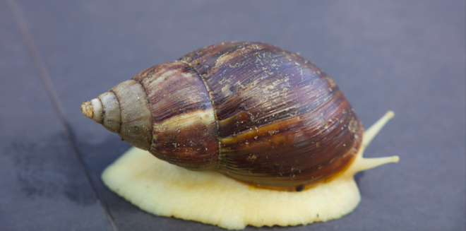 More than 1000 giant African land snails have been collected in Pasco County | Florida News | Orlando