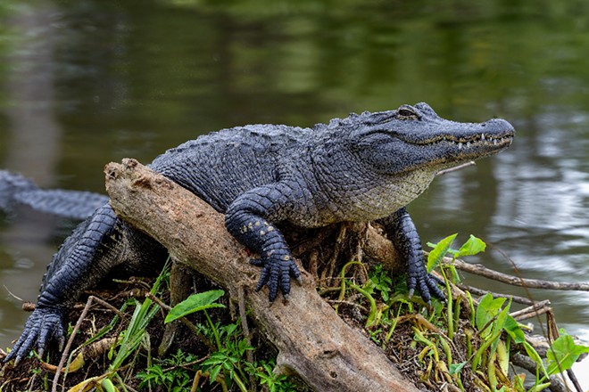 Florida woman killed by two alligators after falling into country club pond | Florida News | Orlando