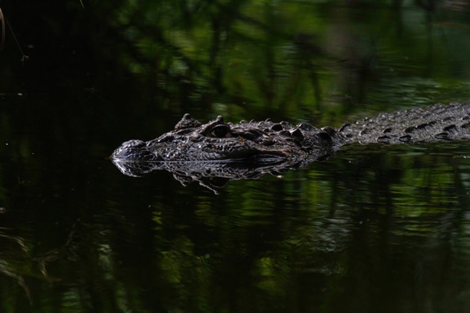 Florida man survived in woods for three days after being attacked by alligator | Florida News | Orlando