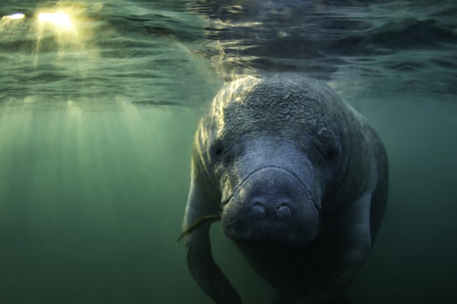 Environmental group sues Florida over dumping in Indian River Lagoon following manatee deaths