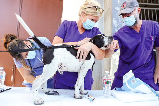 ElleVet Project return to Orlando area to provide free veterinary care for unhoused pets Friday