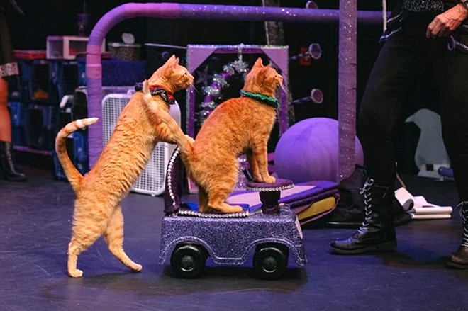 Your cat could be next in the car! - Photo by Katie Day courtesy Tuna and the Rock Cats