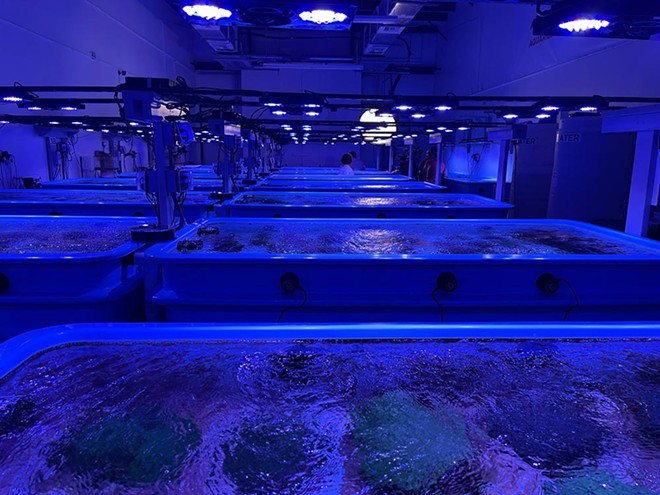Get a rare look inside Orlando’s Florida Coral Rescue Center on the newly rebooted ‘Mutual of Omaha’s Wild Kingdom’ | Orlando Area News | Orlando