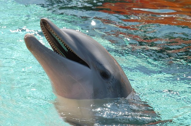 PETA calls out SeaWorld Orlando after obtaining records of dolphin and trainer injuries
