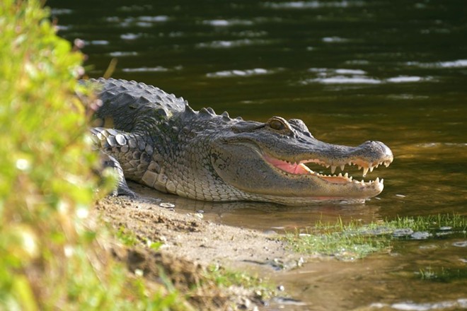 Florida man loses arm to 10-foot alligator while peeing behind a bar | Florida News | Orlando