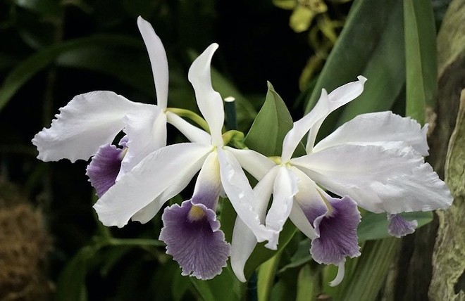 Central Florida Orchid Society’s 65th Annual Show and Sale goes down this weekend - Photo courtesy Central Florida Orchid Society/Facebook