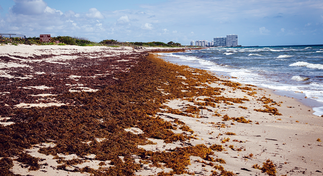 Giant seaweed blob heading for Florida could contain flesh-eating bacteria | Florida News | Orlando