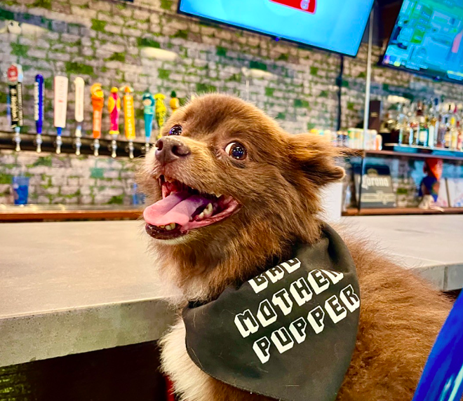 Judge OKs dogs in bars after Orlando Pups Pub challenges state law | Florida News | Orlando