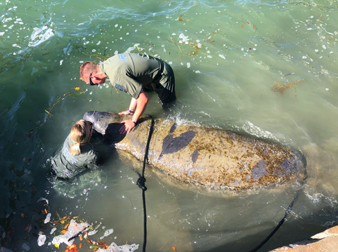 Florida deputies save an ‘exhausted’ manatee during red tide in Pinellas County | Orlando Area News | Orlando