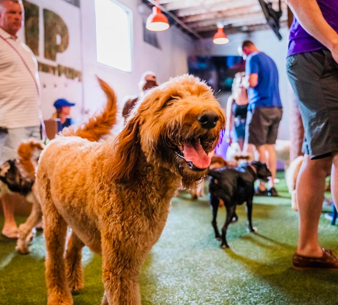 Florida health department appeals ruling that backed Pups Pub Orlando’s push for dogs in bars | Florida News | Orlando