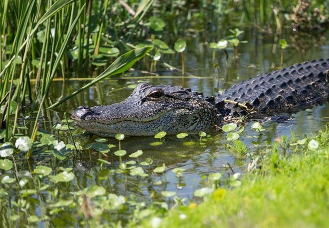 Central Florida spring temporarily closed after alligator bites snorkeler
