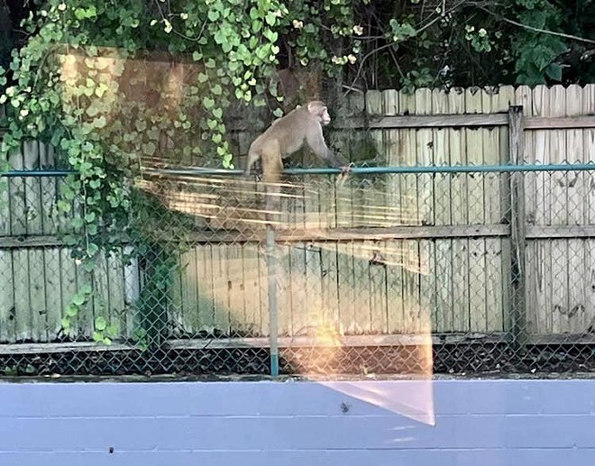 Wild monkey pops up at Central Florida fast food drive-through window | Florida News | Orlando