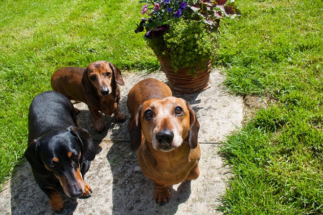 These are not the wiener dogs up for adoption, but wiener dogs nonetheless. - Photo via HackBitz/Flickr
