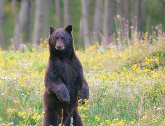 New Florida bill would allow homeowners to shoot bears without a permit