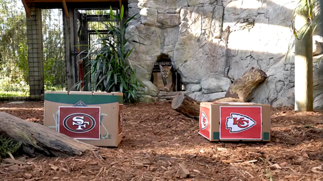 The Central Florida Zoo's resident cougar sniffs out a prediction for the big game. - Courtesy photo / Central Florida Zoo & Botanical Gardens