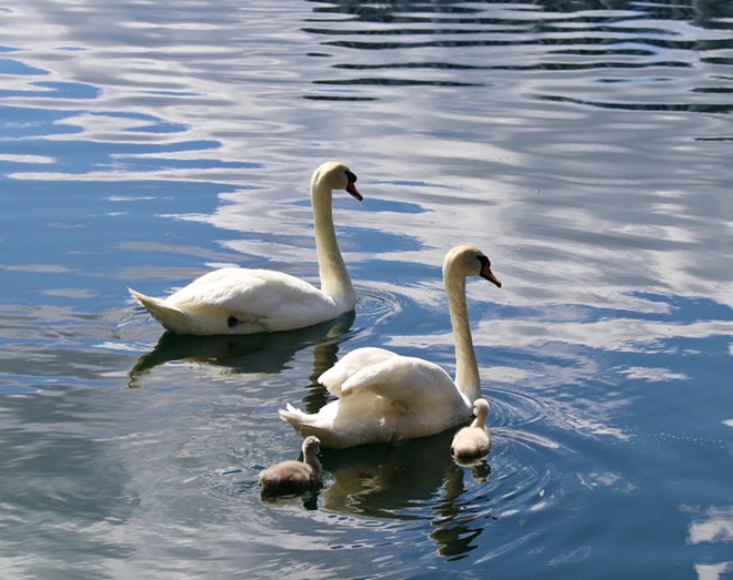 Orlando's Lake Eola Park welcomes six new swan residents