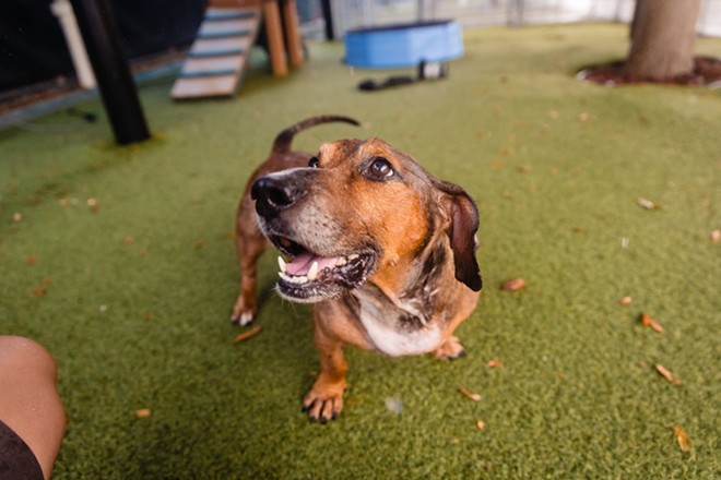 Adoptable dog Mister William is a chunky 7-year-old with a big personality (2)