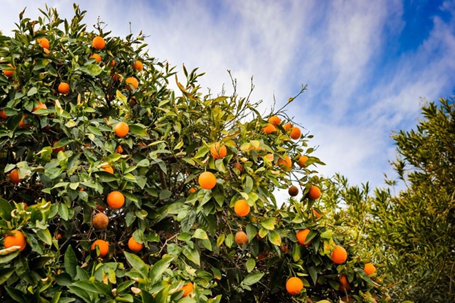 Florida land dedicated to growing citrus dropped by 17 percent over the last year