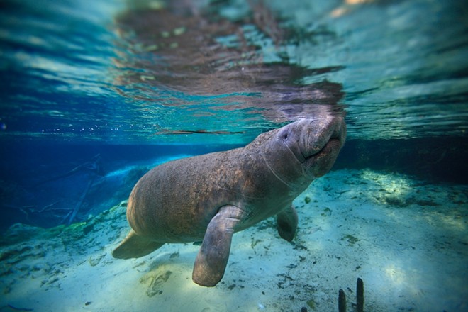 Federal judge refuses to toss lawsuit alleging Florida failed to prevent sewage dumps that led to manatee deaths