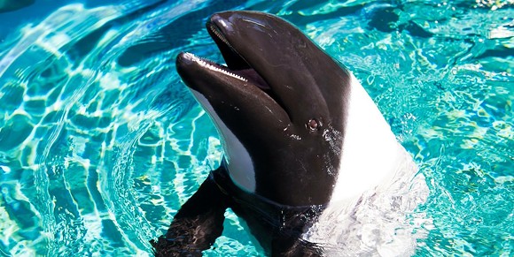 Newborn Commerson's dolphin calf dies at SeaWorld
