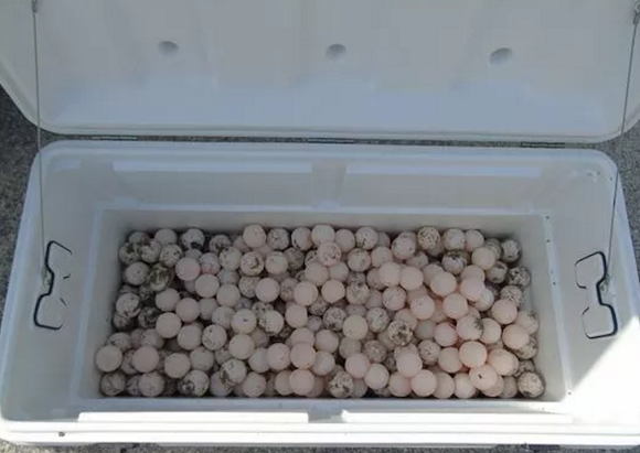 Two Florida men arrested for possession of 500 sea turtle eggs