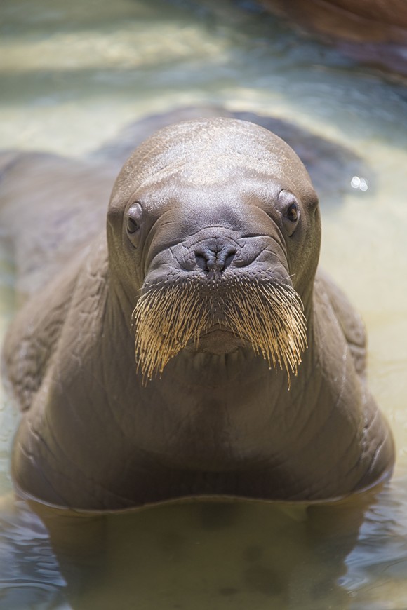 SeaWorld Orlando welcomes its first baby walrus born in captivity (4)
