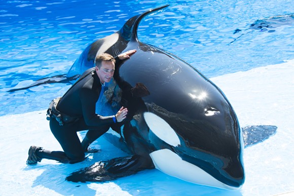 SeaWorld's latest tour lets you get up-close with killer whales (4)