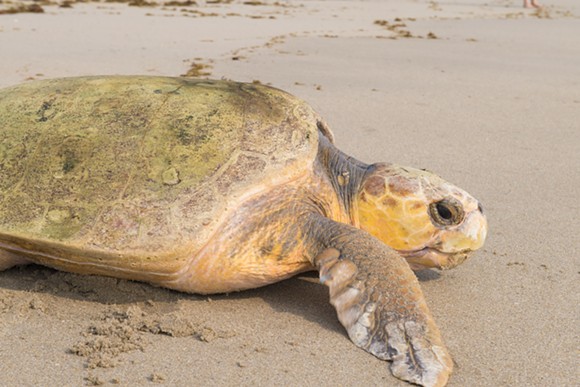 Endangered sea turtles are having a record nesting year on Florida shores