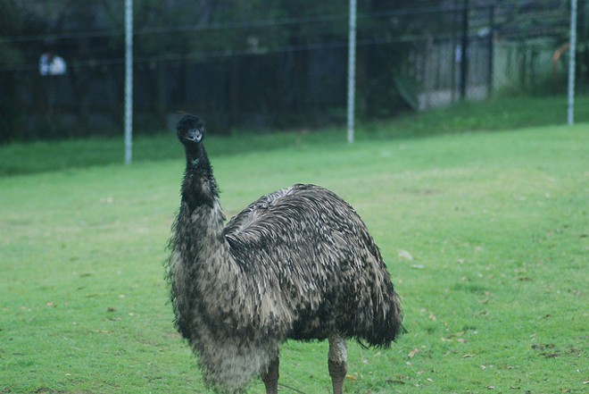 Not "Tweety Bird," but an emu nonetheless - PHOTO VIA ALEXANDRE LAVROV/FLICKR