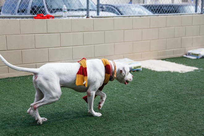 Orlando Pet Alliance is sorting rescued dogs into Hogwarts houses