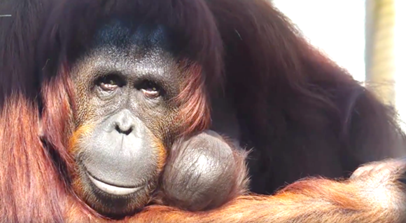 Critically endangered orangutan born at Busch Gardens Tampa