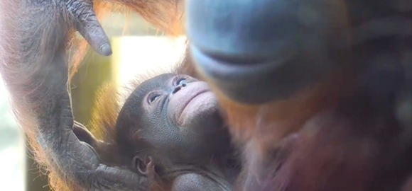 Critically endangered orangutan born at Busch Gardens Tampa (2)