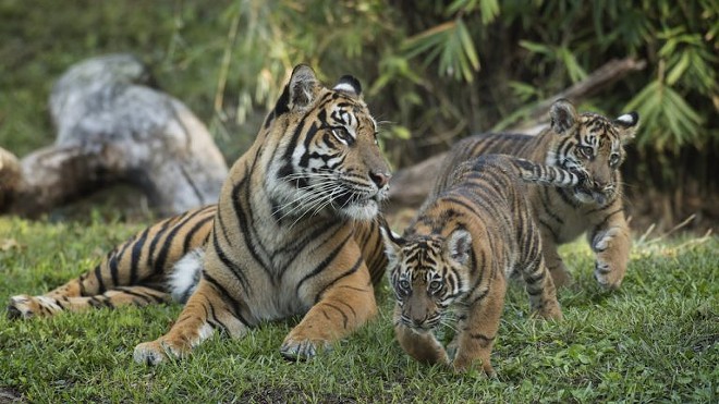 Disney's critically endangered Sumatran tiger cubs are finally here