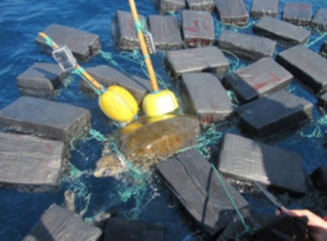 Florida authorities rescue sea turtle tangled in $53 million worth of cocaine