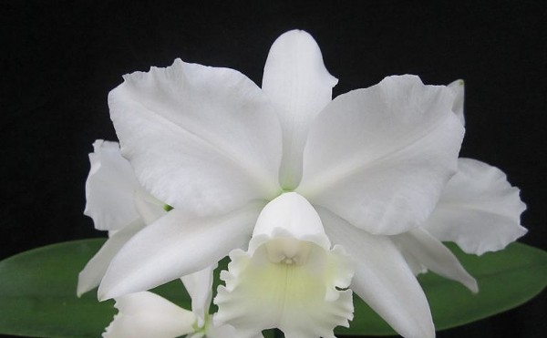 Central Florida Orchid Society's 65th Annual Show and Sale