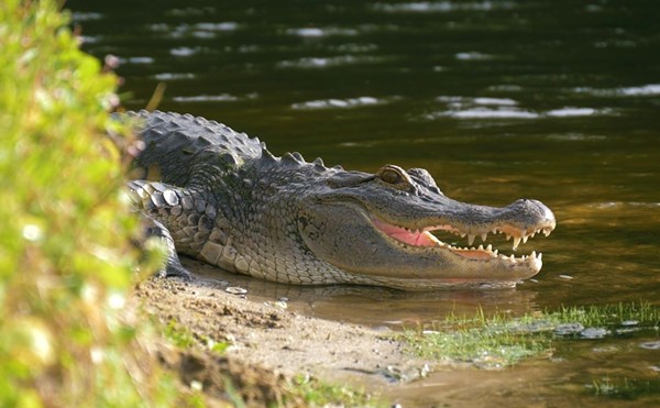 Florida man loses arm to 10-foot alligator while peeing behind a bar