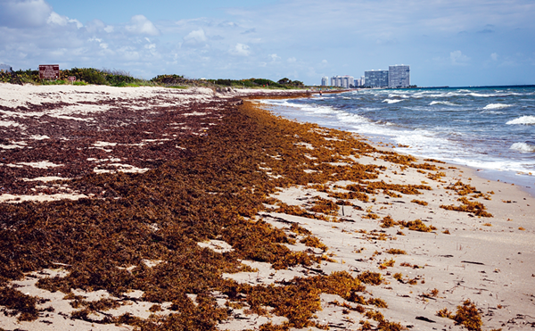 Giant seaweed blob heading for Florida could contain flesh-eating bacteria