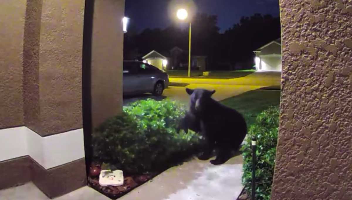 Florida Black Bear chases Apopka family into their home in viral video | Orlando Area News | Orlando