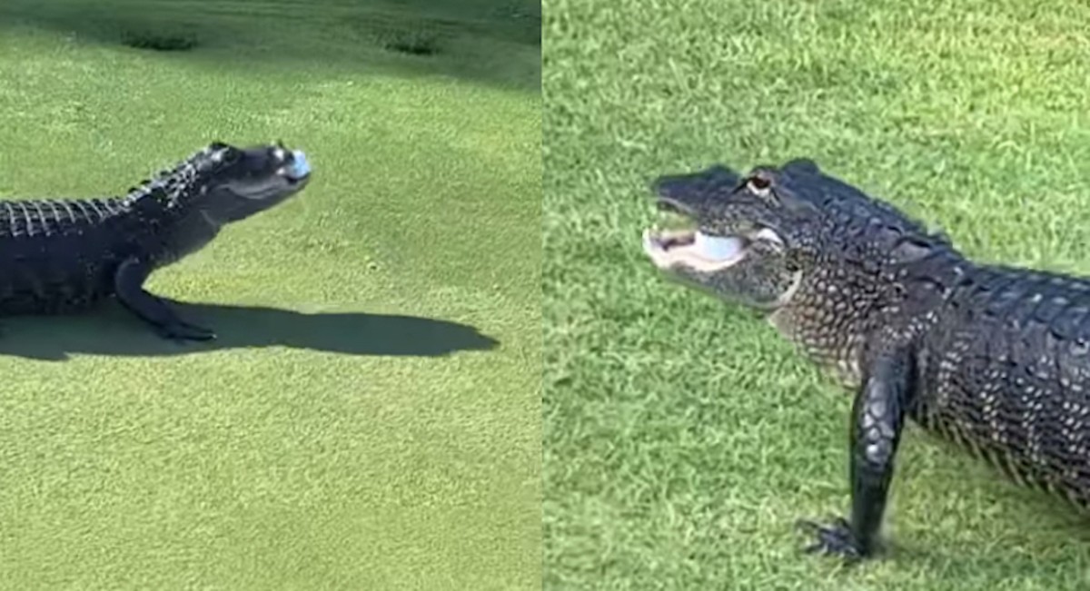 [VIDEO] Gator chomps golf ball on an Ormond Beach green | Florida News | Orlando