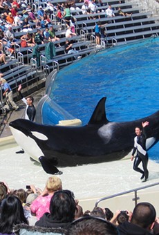 A new bill would ban all orca breeding and shows in Florida