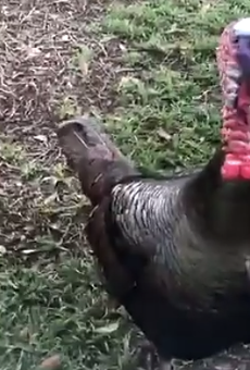 A gang of angry turkeys is now running this Longwood neighborhood