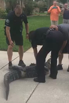 Here's a Florida trapper getting knocked out by a gator