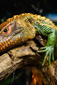 Repticon visits Kissimmee this weekend for all your herpetological needs