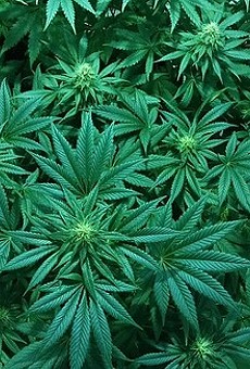 Canadian firm poised to enter Florida's medical marijuana market