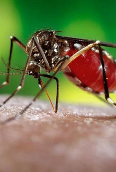 Zika cases in Florida continue slow increase