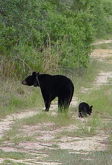 More than 1,700 people have applied for bear-hunting permits in Florida