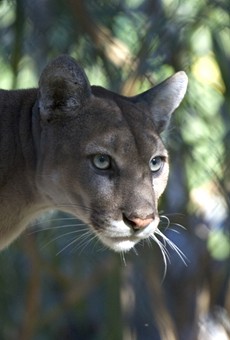 Florida's panther problems get a writeup in the New Yorker