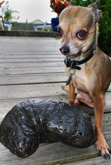 An image of Frandsen's dog, Kung Pao, next to Precious, the largest coprolite in his collection. Precious weighs over 4 pounds and is between 5- and 23-million-years-old.
