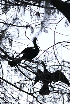 Orlando officials blame Lake Adair's poor water quality on bird poop, but environmentalists disagree