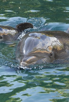 SeaWorld's Discovery Cove introduces newborn dolphin